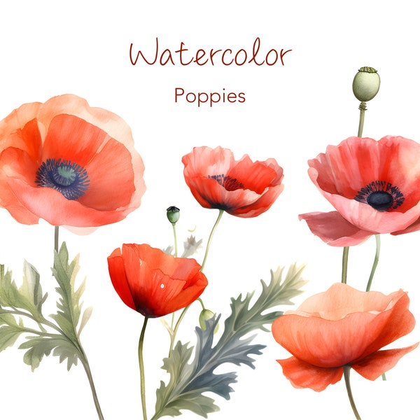 poppy clipart, watercolor poppy clipart, clip art poppies red floral clipart, commercial use png poppy, flower images, red poppy sublimation
