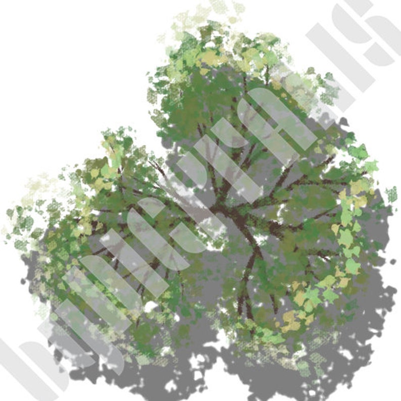 Deciduous Trees With Shadows, Plan View, Landscape Design Illustration ...