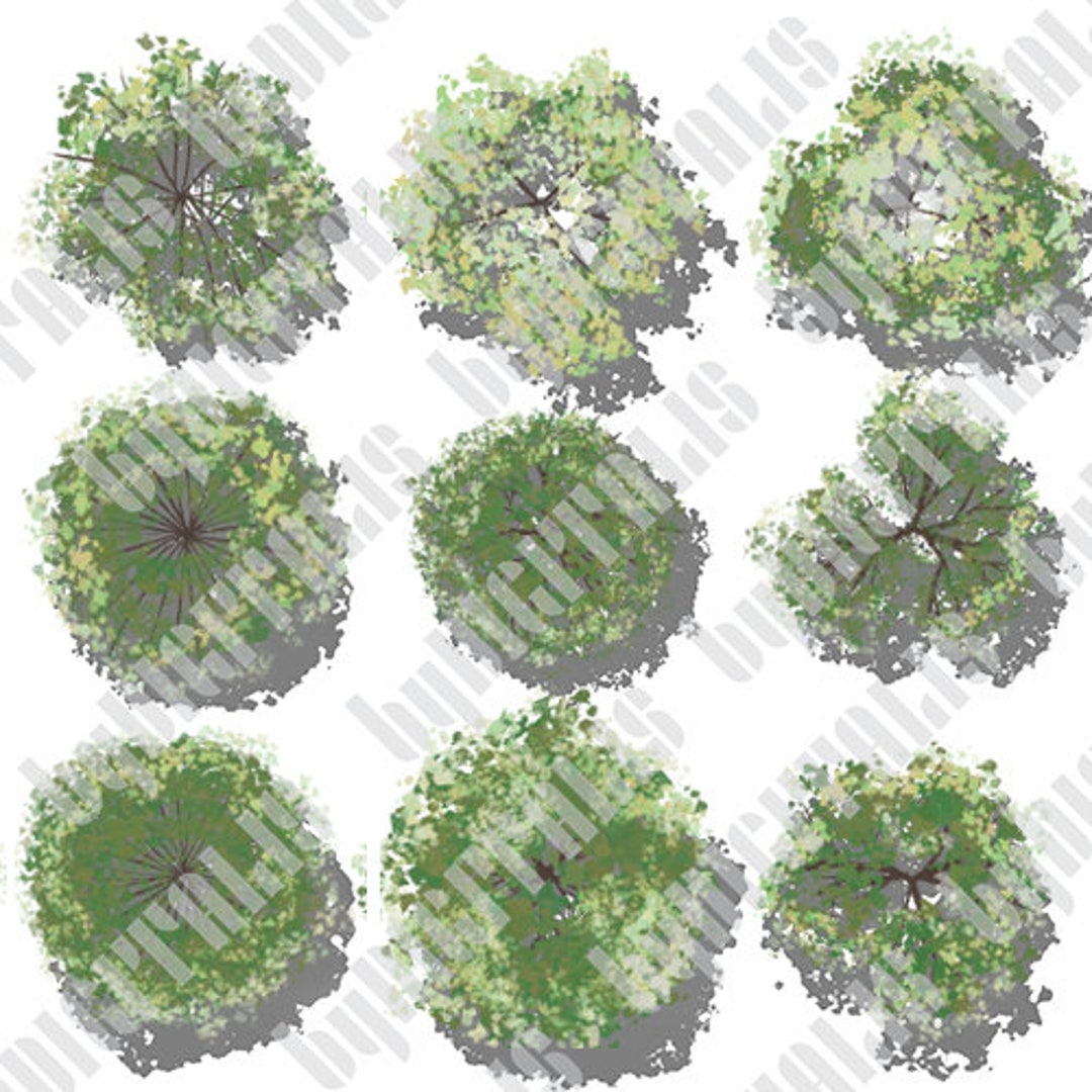Deciduous Trees With Shadows, Plan View, Landscape Design Illustration ...