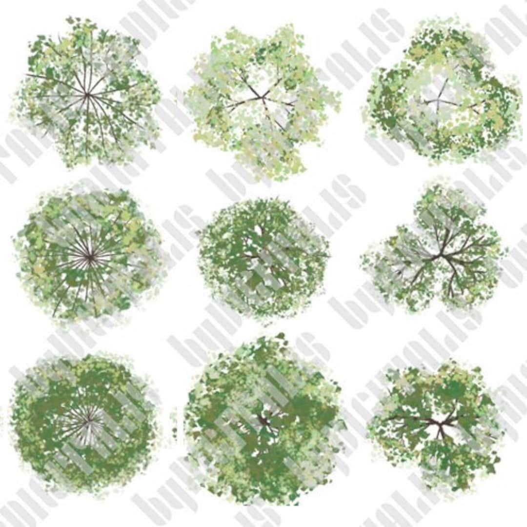 Deciduous Trees, Plan View, Landscape Design Illustration - Etsy