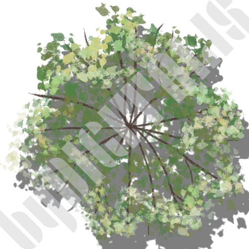 Deciduous Trees With Shadows, Plan View, Landscape Design Illustration ...