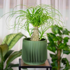 Può includere: Una pianta mangiafumo con un tronco spesso, ruvido e marrone chiaro, con lunghe foglie verdi sottili e arcuate. La pianta è inserita in un vaso cilindrico verde oliva scuro caratterizzato da una texture geometrica verticale plissettata.