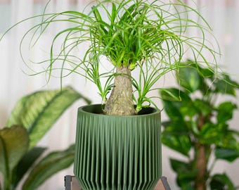 Ribbed Olive Green Planter with Drainage | Modern Minimalist Mid Century Plant Pot | Indoor Flower Pot Gift