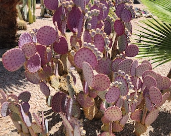 Santa Rita Purple Prickly Pear pads