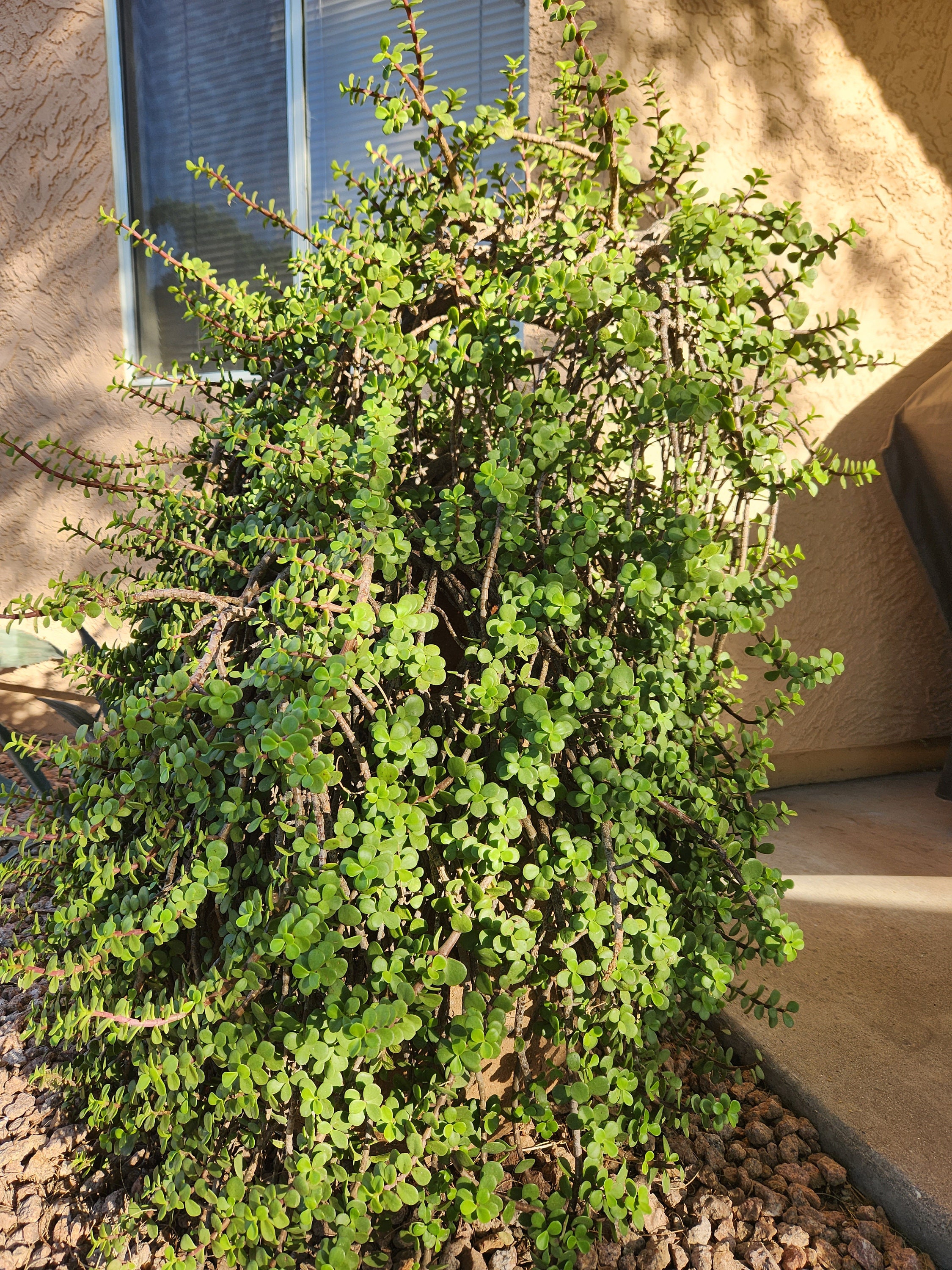 Elephant Food Plant Portulacaria Afra Rooted Etsy