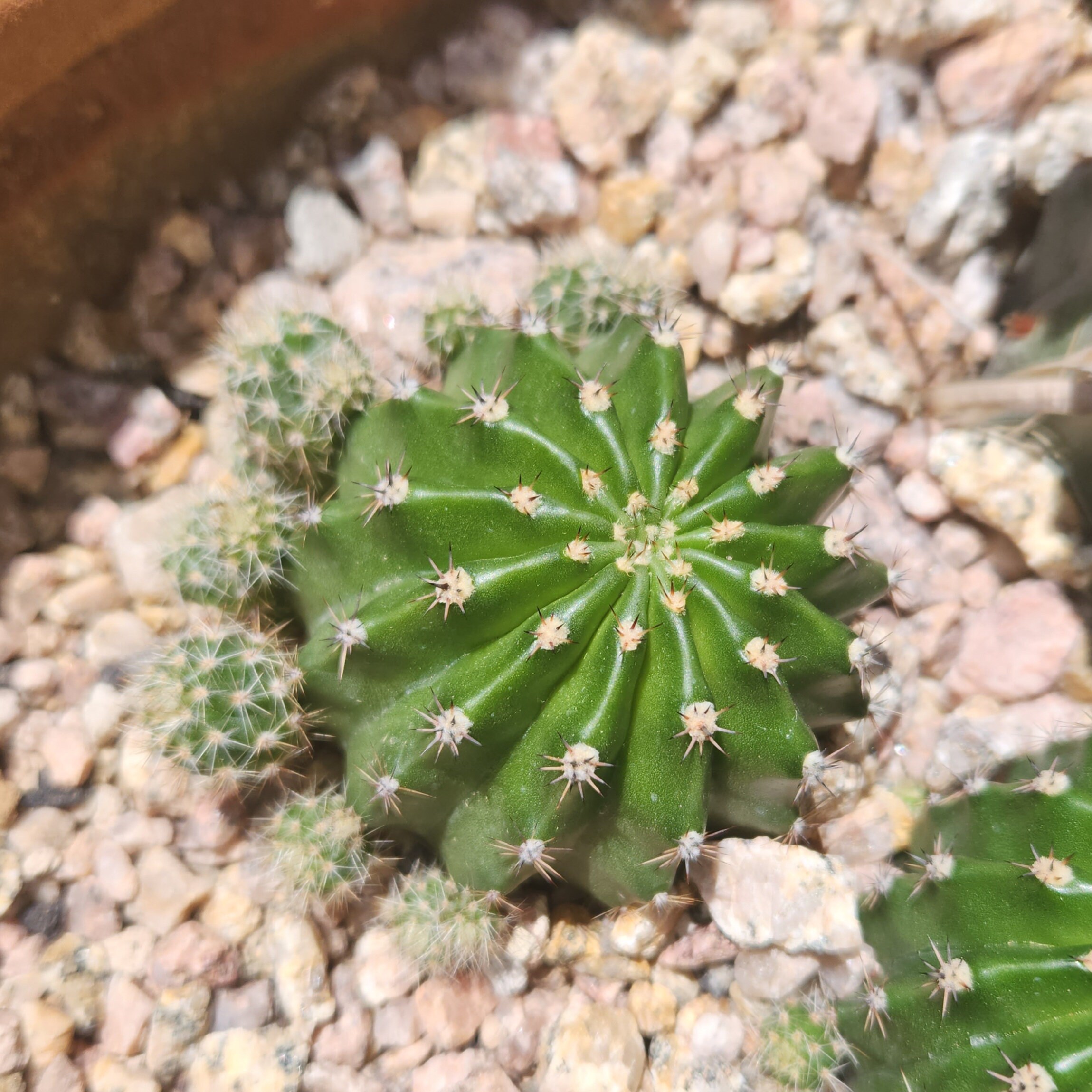 Echinopsis Flying Saucer Cactus Rooted - Etsy