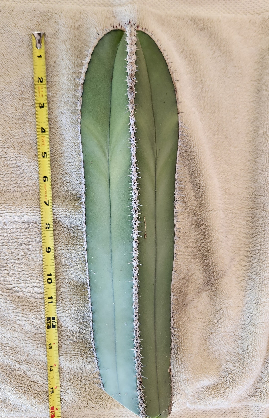 Mexican Fence Post Cactus, Lophocereus Marginatus Etsy