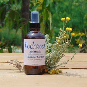 Lavender Cotton Hydrosol (locally-grown and organic)
