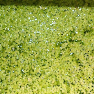 Cup of Duck Weed (Limna Minor)