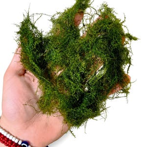 May include: A handful of vibrant green moss, showcasing a dense, textured appearance. The moss is held in an open hand against a white background, highlighting its natural color and delicate structure. The image focuses on the moss's intricate details.
