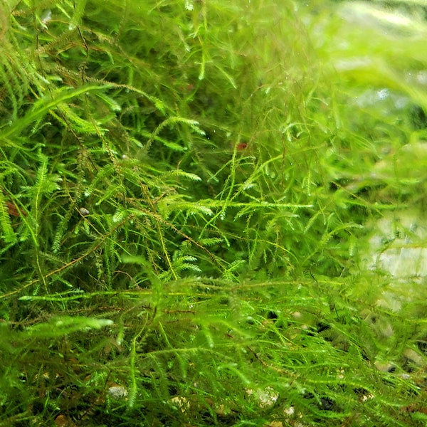 Aquaponic grown Java Moss