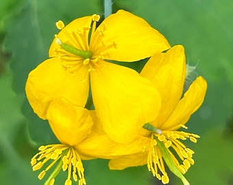 Yellow Flower Print