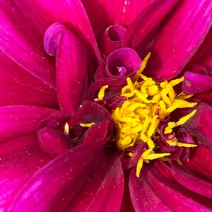 Pink Flower Print