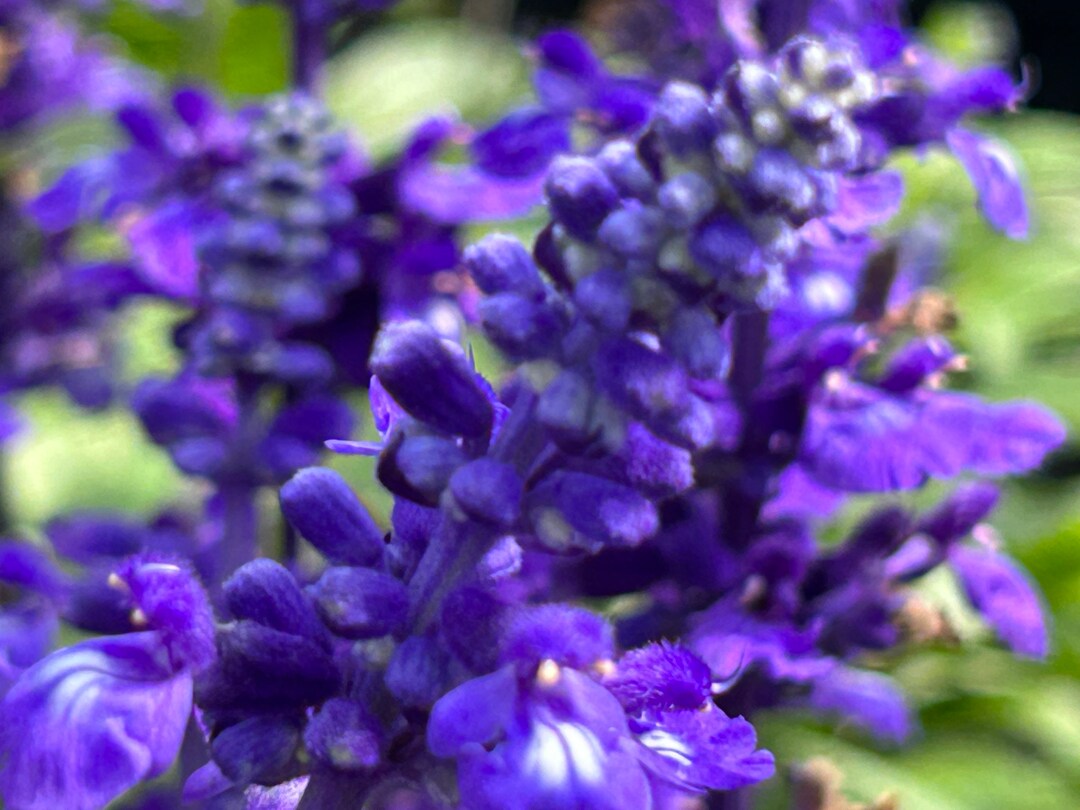 Purple Wildflower Print - Etsy
