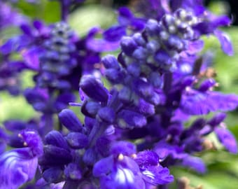 Purple Wildflower Print