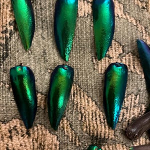 May include: A collection of eight iridescent green beetle wings with a metallic sheen. The wings are arranged in two rows of four, with the tips pointing upwards.