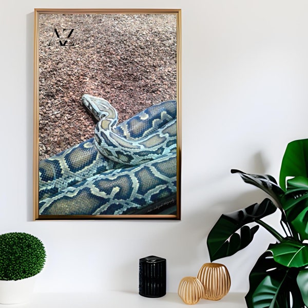 Wall Art | Photography | Digital download | PNG | Beautiful python snake | Berlin ZOO, Berlin, Germany