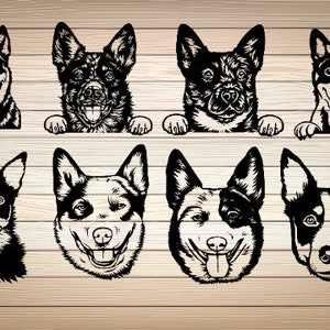 8 x Blue Heller Dog Australian Svg PNG File Blue Heeler arte grafica vettoriale Bovini australiani cane opera d'arte cane cane sbirciando Download istantaneo