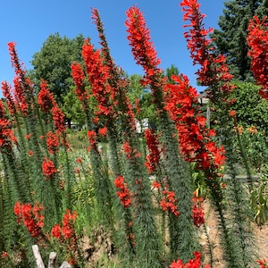 Samen & Zwiebeln, Firesticks, Ipomopsis rubra, Scarlet Gilia, selbstaussäend, einjährig, mehrjährig
