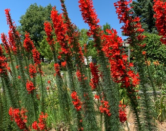 Seed & bulbs, firesticks, Ipomopsis rubra, Scarlet Gilia, self-seeding annual, perennial