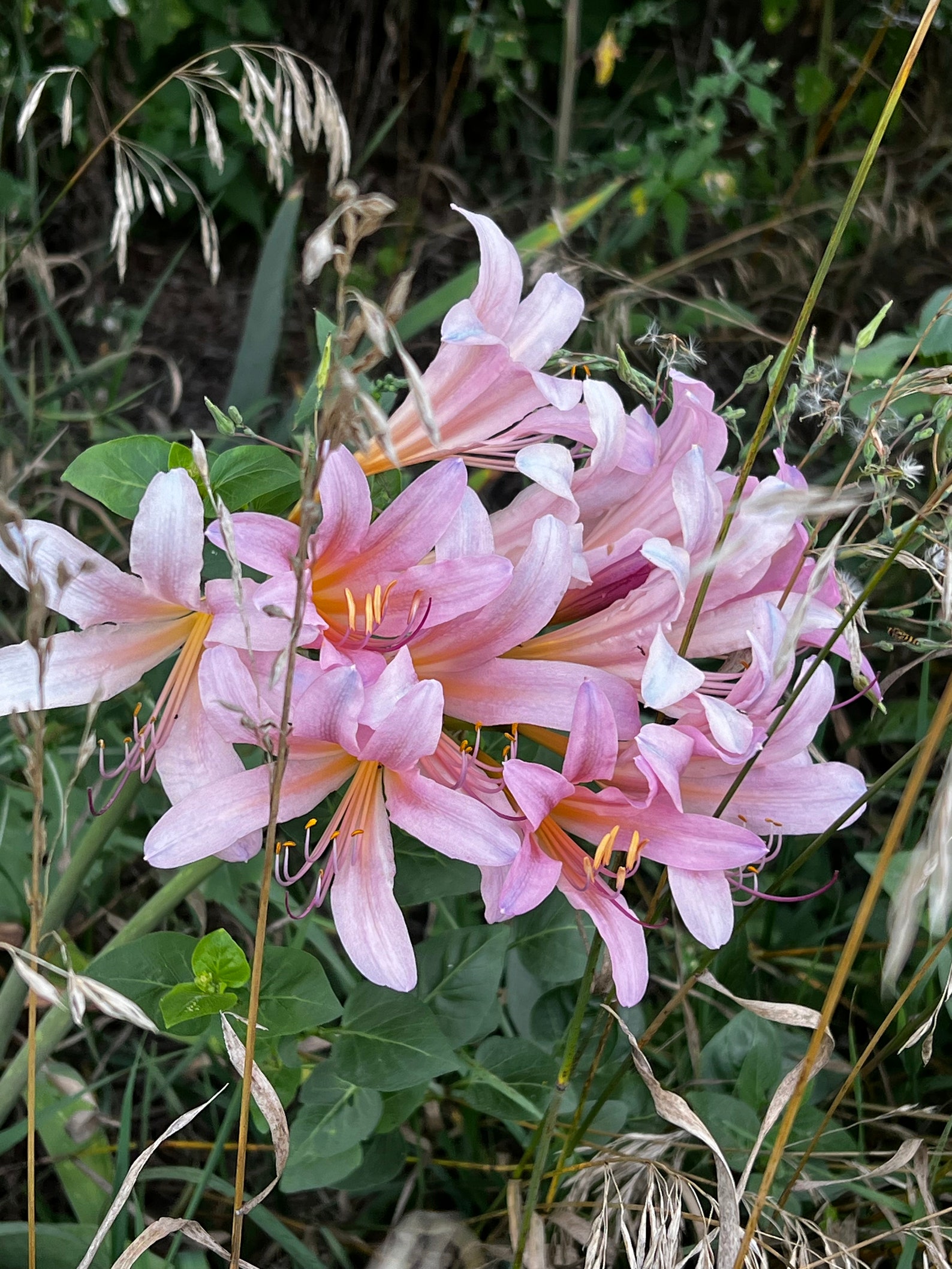 Surprise Lilies - Naked Ladies - Etsy