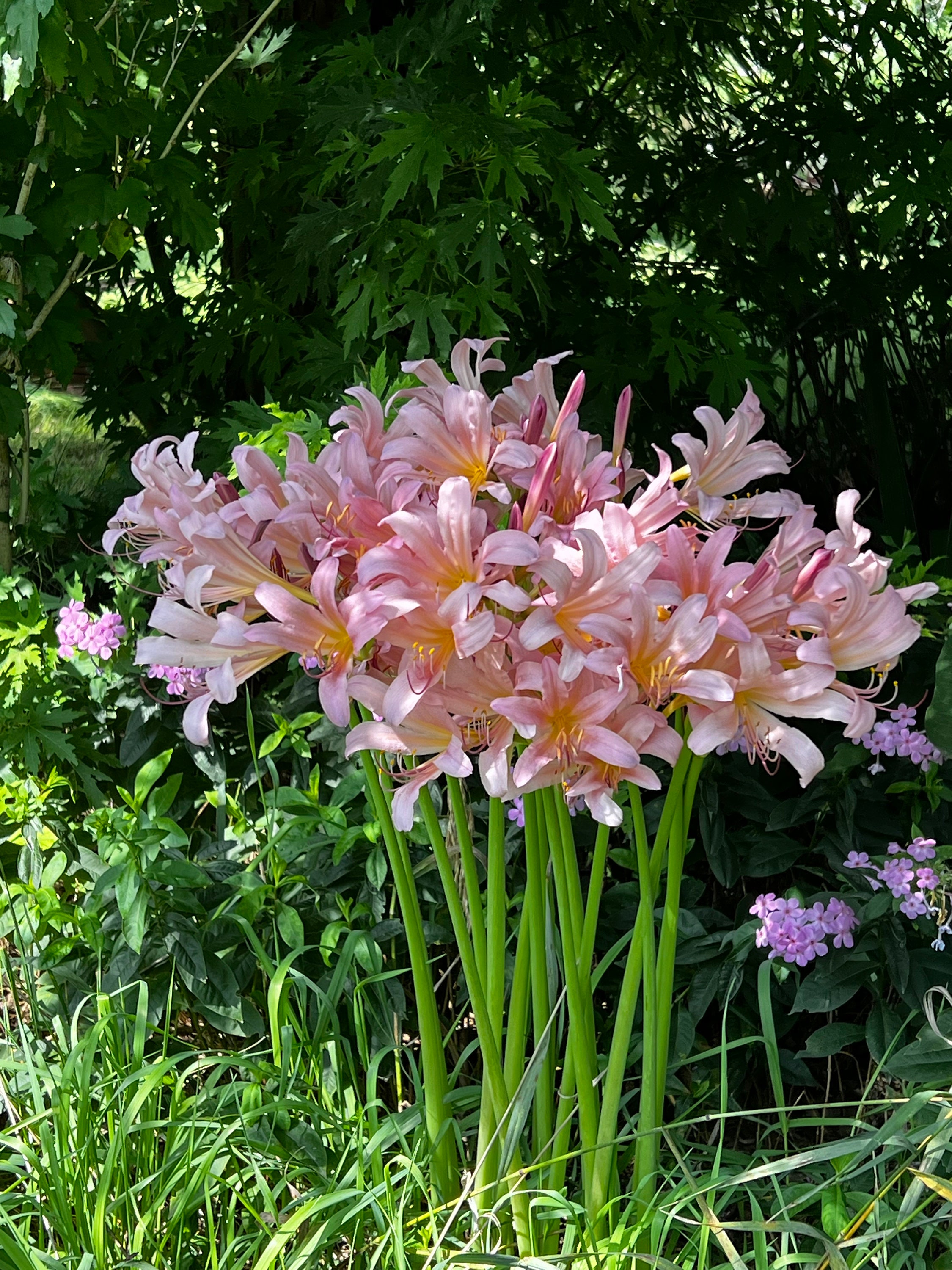10-pack Bulbs - Pink Surprise Lilies - Naked Ladies - Etsy