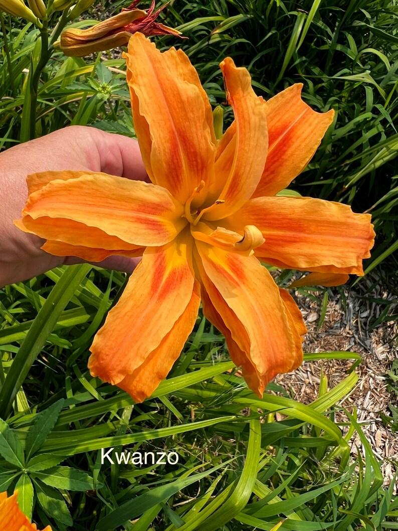 Kwanso daylily image 1