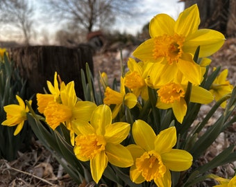 Daffodil bulbs 2024 season