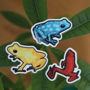 Vier Frosch-Sticker