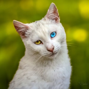 Stray cat, digital print, animal photography, wildlife