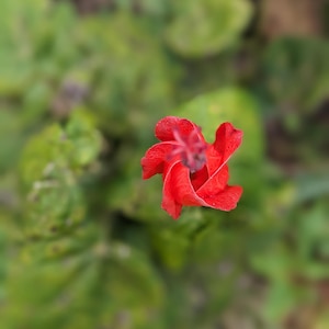 May include: A single red flower with five petals, blooming against a blurred green background.