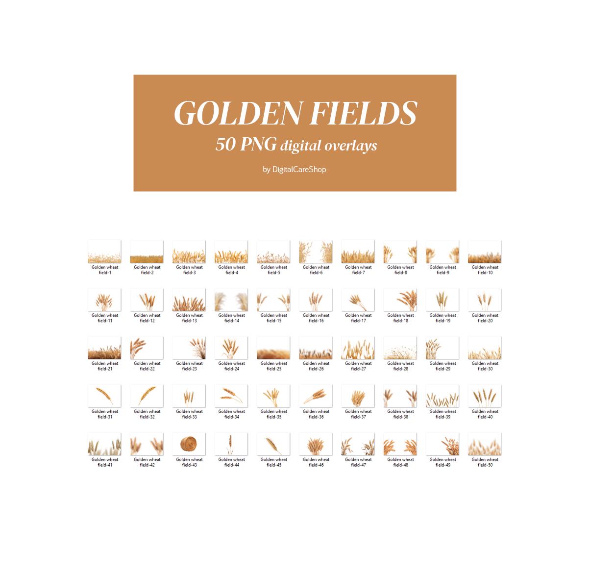 50 Golden Fields Overlays Golden Wheat Overlay Spring Summer Backdrop ...