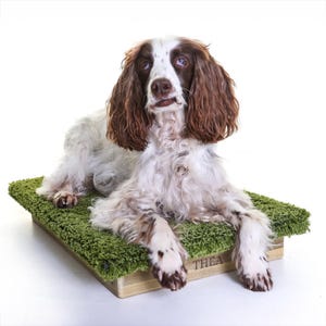 May include: A white and brown Springer Spaniel dog lying on a green, rectangular dog bed with the name "THEA" engraved on the wooden frame.
