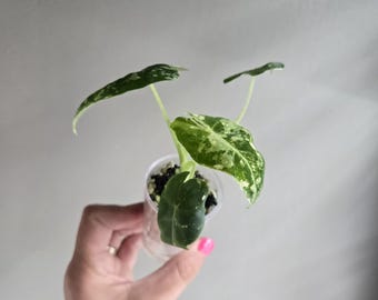 Alocasia frydek