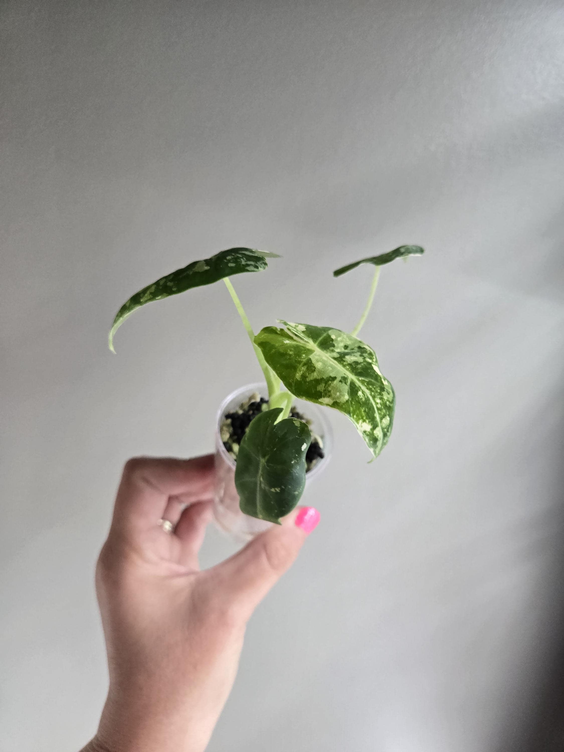 Alocasia variegated frydek - Etsy 日本