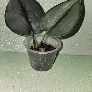 Scindapsus Treubii Clair de lune