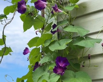 Planta de inicio con raíces y 4 semillas. Esta hermosa campanilla morada es una trepadora natural de jardín. Florece por la mañana.