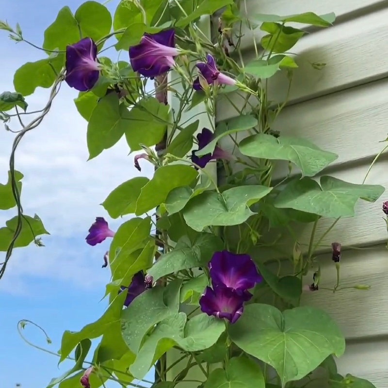 Morning Glory Vine - Etsy