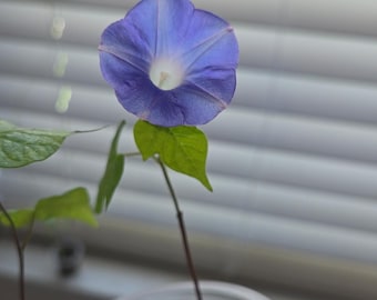 Rooted starter plant plus 4 seeds. This beautiful purple morning glory is a natural garden climber. Morning blooms