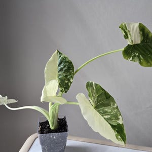 Variegated alocasia odora sprouted corm