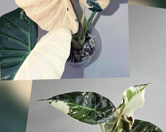 Mystery corms
