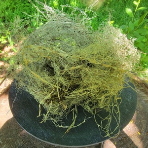 Old mans beard (usnea lichen)