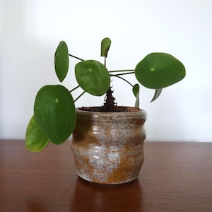May include: A small potted plant with round, green leaves. The plant is in a handmade ceramic pot with a brown and white glaze. The pot sits on a dark wooden surface against a white background. The plant has a unique, sculptural appearance.