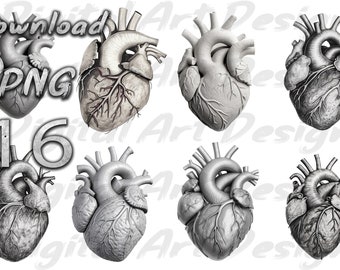 Anatomische hartclipart, 16 png-illustraties (digitale download)