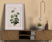 Homalomena Botanical Art | Homalomena Wall Art | Botanical Prints | Botanical Wall Art | Botanical Art Print