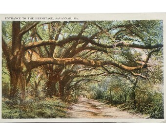Antieke ansichtkaart uit de jaren 1930 Toegang tot de Hermitage, Savannah Georgia Bomenrij Spaans Mos - Ongebruikt