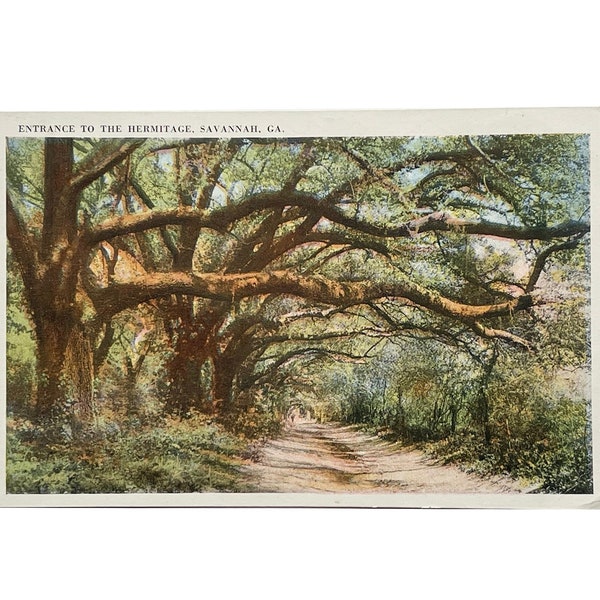 Carte postale ancienne des années 30, Entrée de l'Ermitage, Savannah, Géorgie, rangée d'arbres, mousse espagnole - Inutilisé