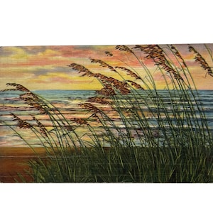 Cartolina d'epoca del 1943 - Dune Grass al tramonto sull'isola di St. Simons, costa della Georgia - Francobollo da 1 centesimo di George Washington