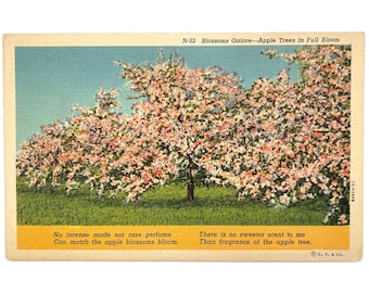 Vintage 1940s Blossoms Galore - Apple Trees in Full Bloom - Unused