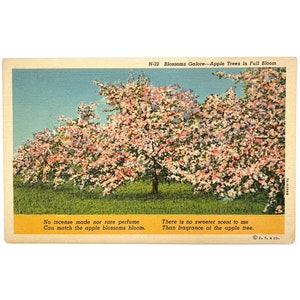 Flores vintage dos anos 1940 em abundância - macieiras em plena floração - sem uso